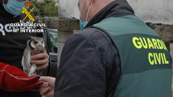 Exemplar de ave rapaz incautado no marco da Operación Pihuela en Galicia / Garda Civil