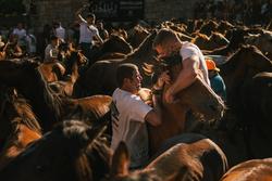 Dous homes suxeitan a un cabalo durante o primeiro curro de Rapa das Bestas en 2024 en Sabucedo / Agostime