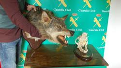 Trofeo de lobo obtido ilegalmente nunha cazaría na Gudiña / Garda Civil