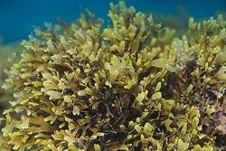 Alga rugulopteryx okamurae / Commons