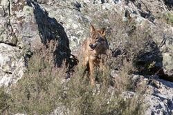 Arquivo - Un lobo ibérico do Centro do Lobo Ibérico en localidade de Robledo de Sanabria, en plena Serra da Culebra (lugar de maior concentración deste cánido no Sur de Europa). O Centro alberga 11 exemplares deste animal en situación de semi. Carlos Castro - Europa Press - Arquivo / Europa Press
