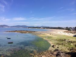 Praia da Calzoa, en Vigo. É un areal canino, unha decisión que está sendo moi criticada polo seu impacto no ecosistema / ZOA